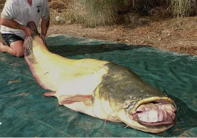 Как сомы пожирают экосистему Севильи