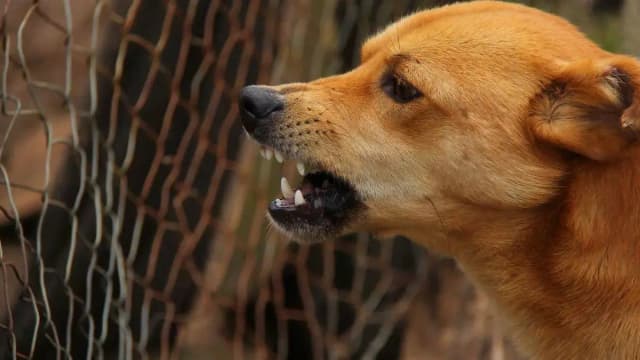 Вирус бешенства — это не болезнь прошлого: что делать, если вас укусила собака?