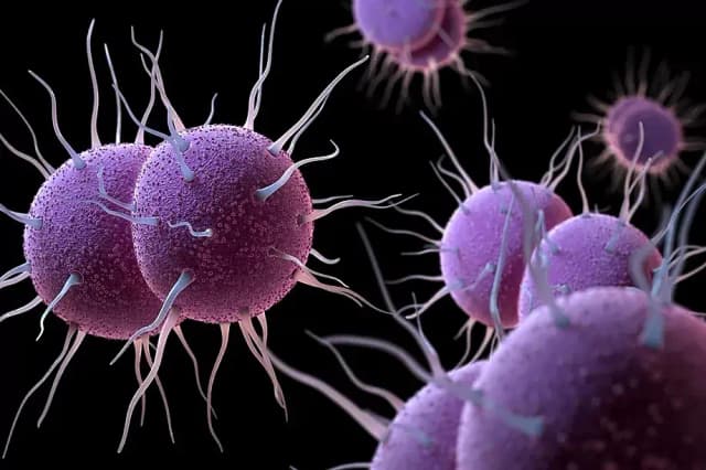 Только Мадрид и Каталония опережают Страну Басков по количеству инфекций, передающихся половым путем