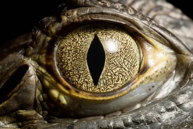 В популярном испанском водохранилище обнаружен крокодил