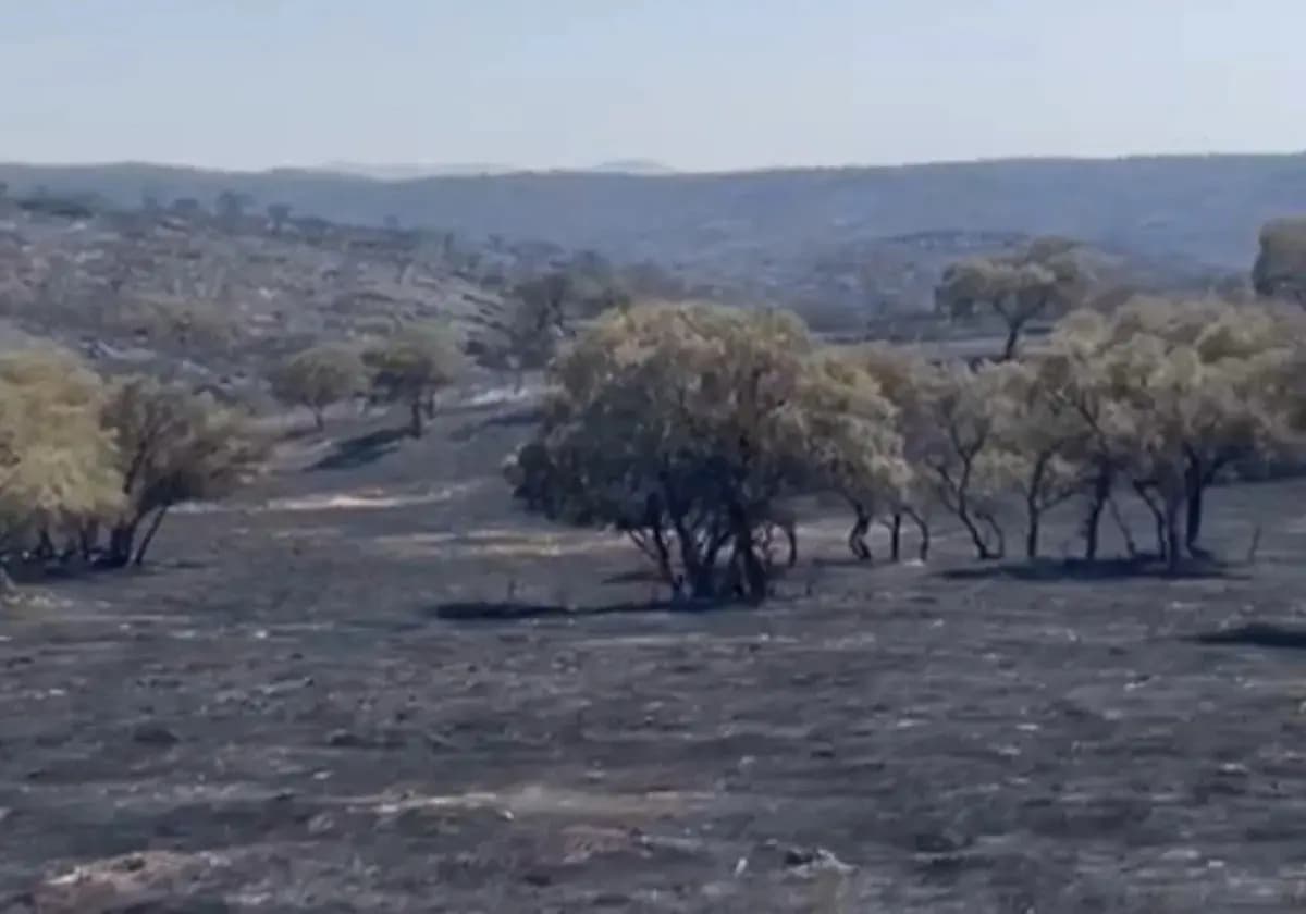 Пожары на ранчо Хандилья: «Ни один эколог не пришел спасать коров»