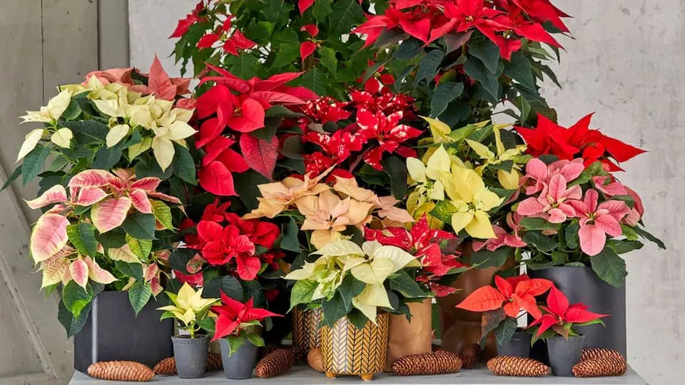 Самые оригинальные и красивые разновидности Пуансеттии