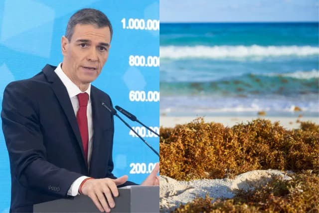 Саргассовые водоросли обходятся Испании в 800 миллионов евро