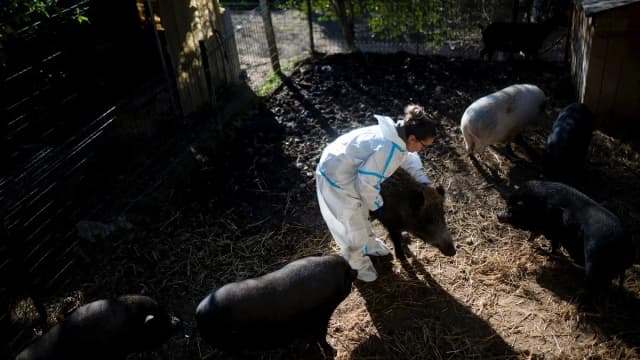 В Каталонии выявили редкий случай свиного гриппа у человека