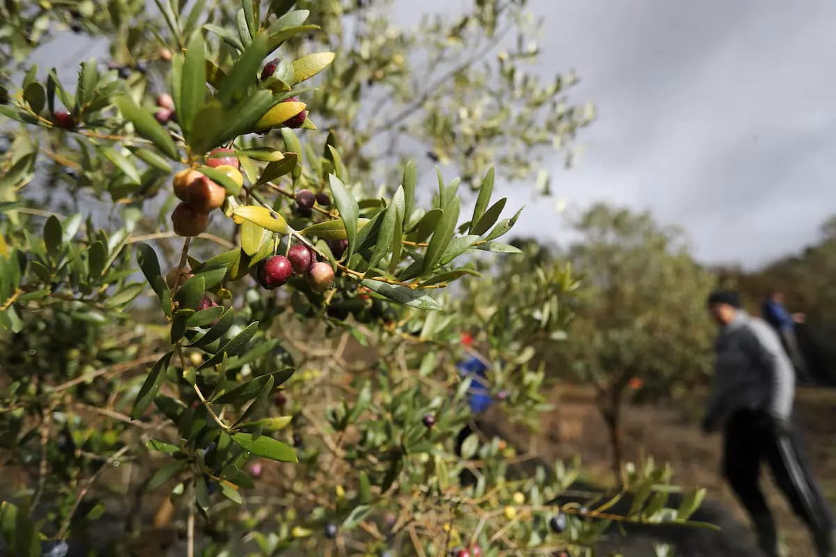 Масло, хамон и вино - главные статьи испанского экспорта в США