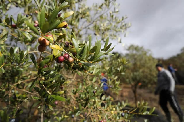 Масло, хамон и вино - главные статьи испанского экспорта в США