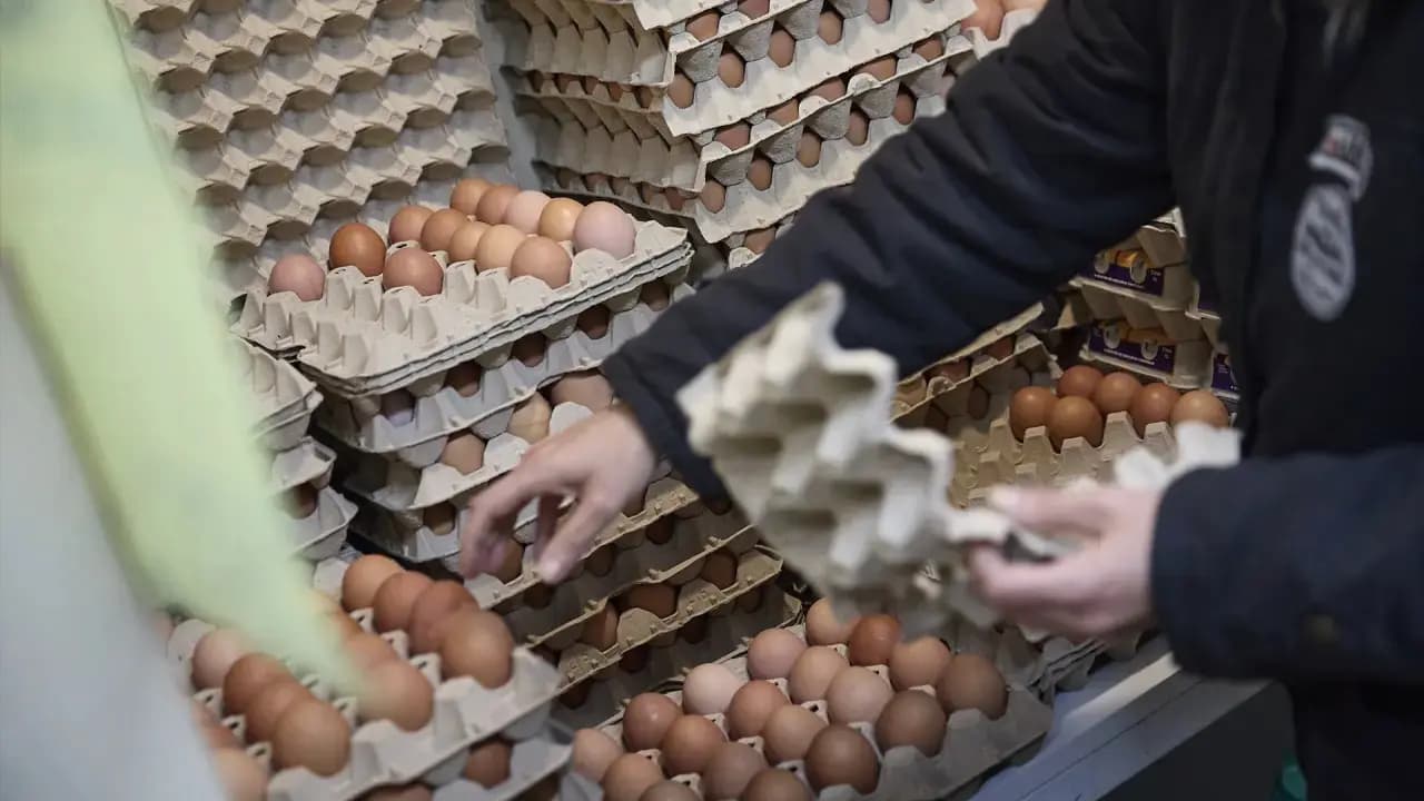 Иранский конфликт, птичий грипп и болезнь Ньюкасла взвинтили цены на яйца в Испании на 30%