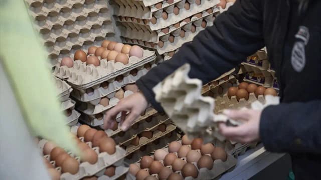 Иранский конфликт, птичий грипп и болезнь Ньюкасла взвинтили цены на яйца в Испании на 30%